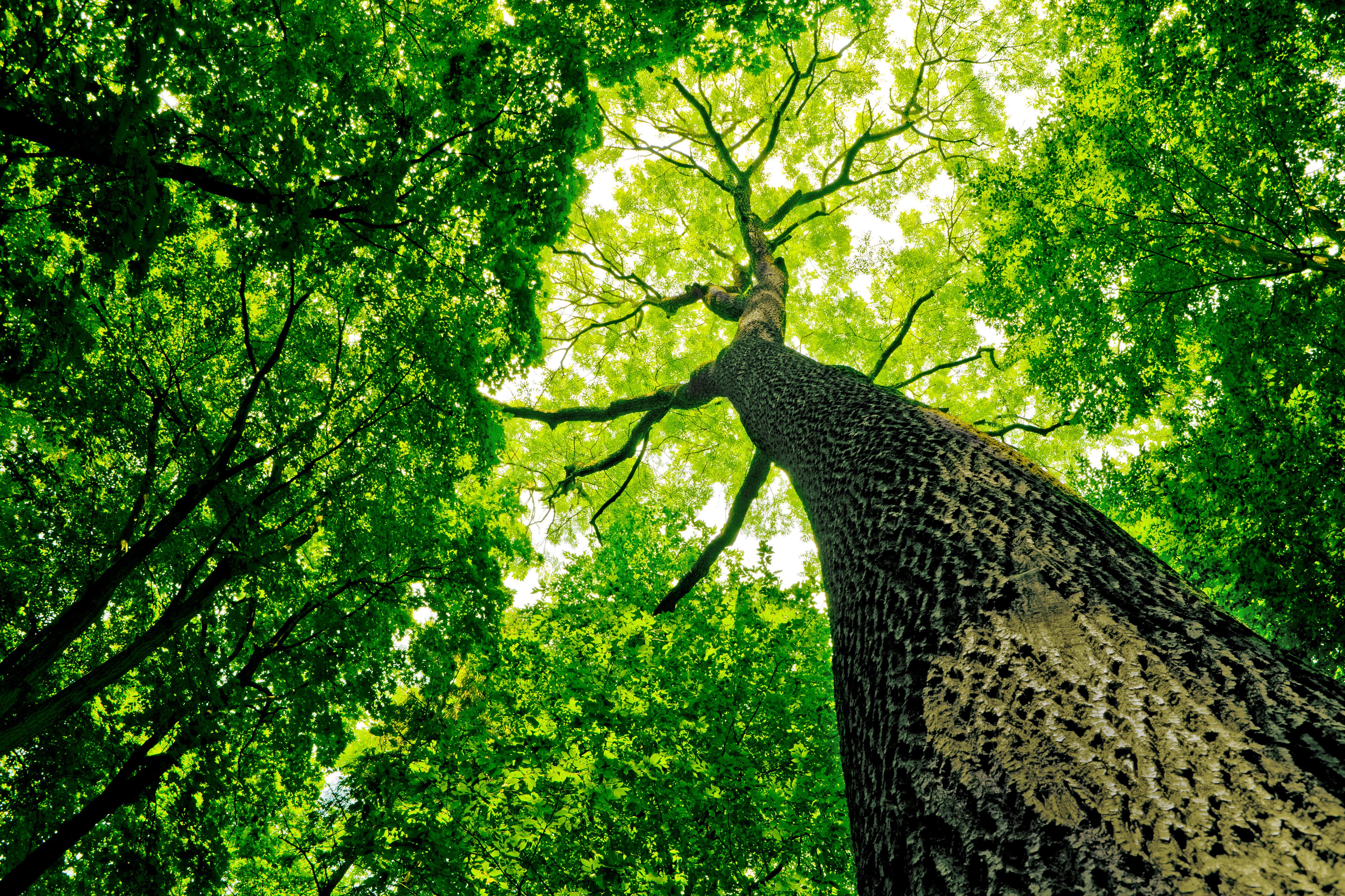 树木可持续的布鲁克斯西维尔特尔